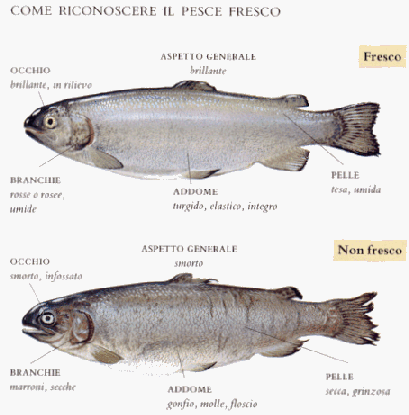 Come riconoscere il pesce fresco – Principi di sana alimentazione